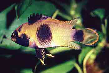 Apistogramma nijsseni